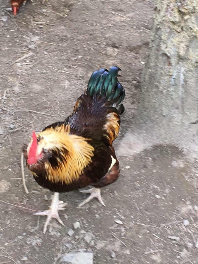 Skjeggestad Gjestehus Ringebu Bagian luar foto